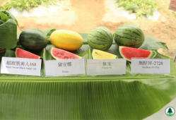 香港吃瓜爆料网站大全